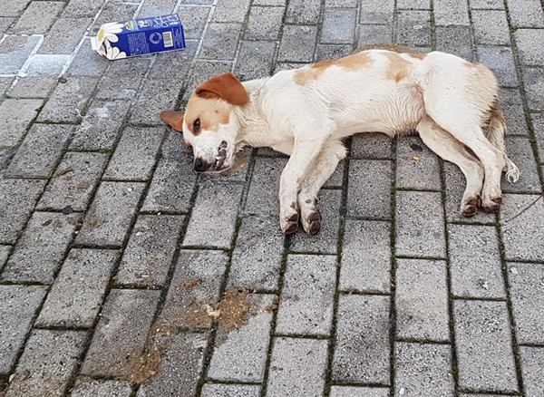 Θανατώθηκαν με φόλες επτά αδέσποτα σκυλιά στην Οιχαλία