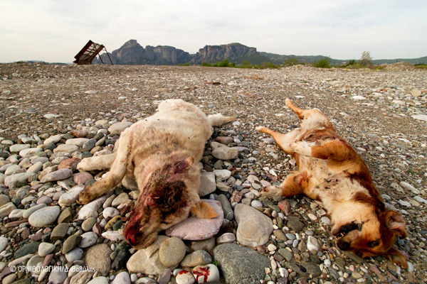 Δηλητηριασμένοι σκύλοι στον παλιό σκουπιδότοπο Καλαμπάκας
