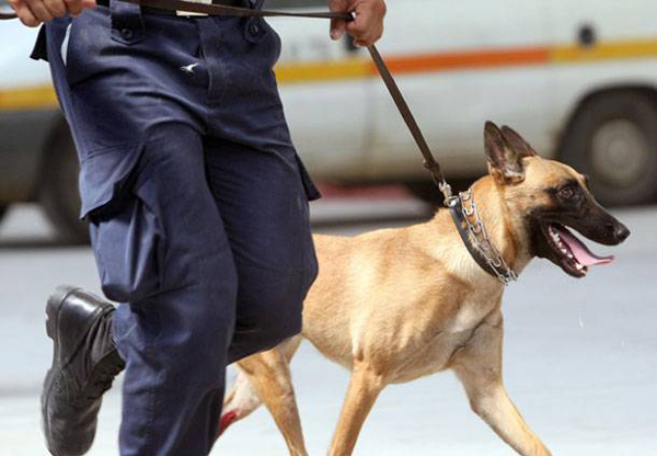 O αστυνομικός σκύλος ξετρύπωσε τα ναρκωτικά σε σπίτι τρικαλινού