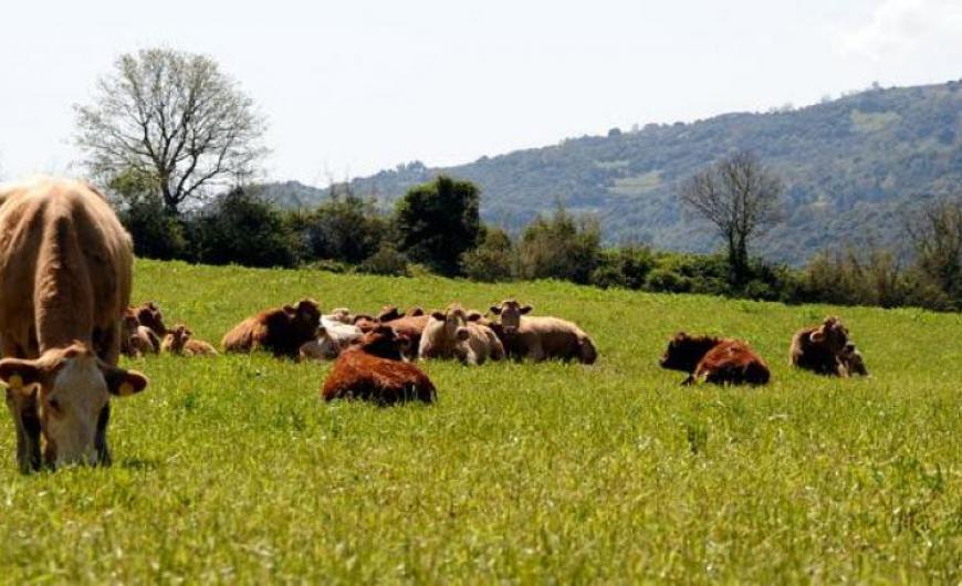 Εκτός βιολογικής 100 κτηνοτρόφοι στη Θεσσαλία - Την ένταξη όλων ζητά η Περιφέρεια 