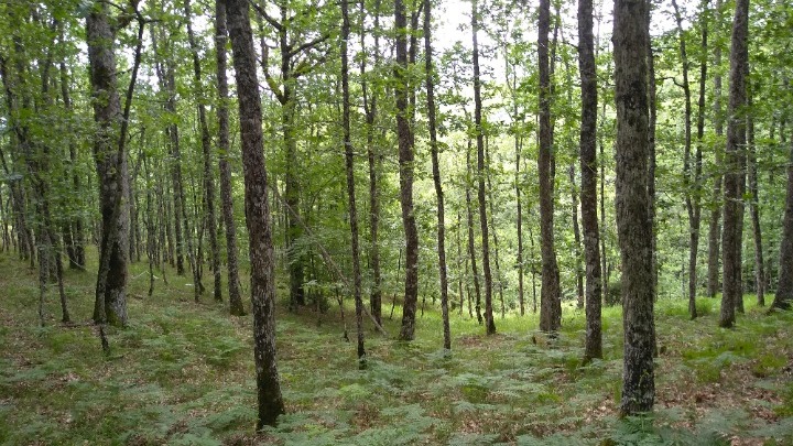 Τρίκαλα: H συνεισφορά των ελληνικών δασών στην μείωση της κλιματικής αλλαγής