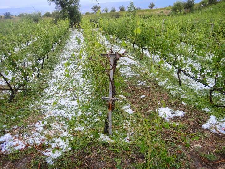 Το χαλάζι κατέστρεψε 7.500 στρέμματα με καλλιέργειες στα Τρίκαλα 