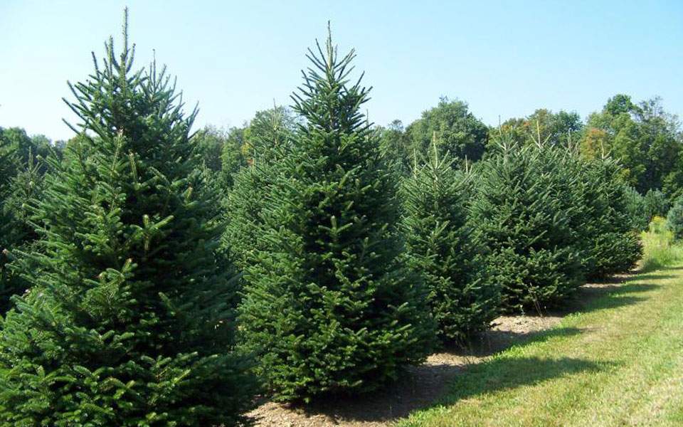 Προμήθεια χριστουγεννιάτικων δέντρων από τον Δήμο Πύλης 