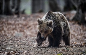 Νεαρή αρκούδα αναστατώνει χωριά στα ορεινά των Τρικάλων