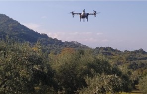 Mε drones οι ψεκασμοί κατά του δάκου - Πιλοτικό πρόγραμμα στη Θεσσαλία 