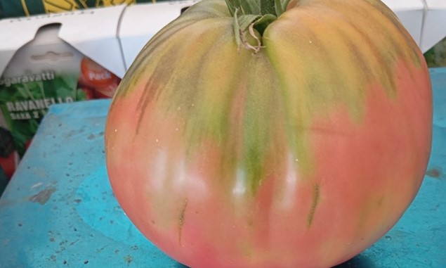Ντομάτα βάρους 1,1 kg καλλιεργήθηκε στην Γλυκομηλιά Καλαμπάκας