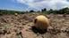 Ερώτηση ΚΚΕ για τις ζημιές στην καλλιέργεια πεπονιού στα Τρίκαλα 