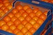 Διανομή πορτοκαλιών στα Τρίκαλα 