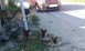 Εγκαταλείφθηκαν λυκόσκυλα στα Τρίκαλα 