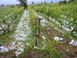 Ερώτηση ΚΚΕ για τις ζημιές σε αγροτικές καλλιέργειες των Τρικάλων 