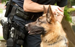 Φαρκαδόνα: Ο αστυνομικός σκύλος "Flex" ξετρύπωσε ποσότητες κάνναβης 