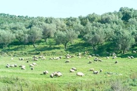 ΟΠΕΚΕΠΕ: Φάμπρικα συγγενών τα 10 άτομα που ελέγχονται στη Θεσσαλία