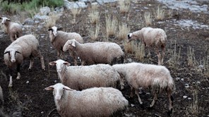 Η ευλογιά "γονατίζει" αιγοπρόβατα και παραγωγούς