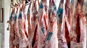 Καμπανάκι παραγωγών για ελλείψεις στα αρνιά - Μείωση ζωϊκού κεφαλαίου στη Θεσσαλία