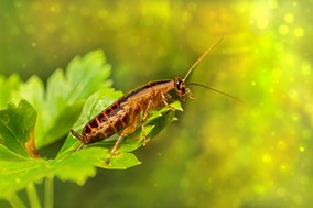 Γιατί φοβόμαστε τις κατσαρίδες