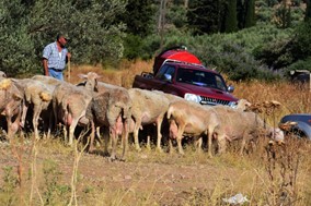 Eλεύθερη από την ευλογιά του προβάτου η Π.Ε. Τρικάλων