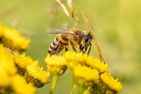 Περιφέρεια Θεσσαλίας: Προστασία των μελισσών από χημικούς ψεκασμούς