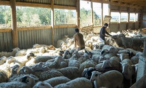 Θεσσαλία: Άλυτα παραμένουν τα σοβαρά προβλήματα του κτηνοτροφικού κλάδου 