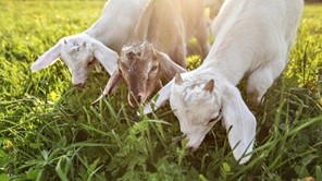Απαντήσεις για τα κρούσματα πανώλης σε αιγοπρόβατα στη Θεσσαλία