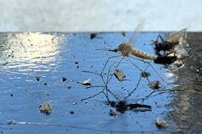 Θεσσαλία και Βόρεια Ελλάδα στον ...πυρήνα του ιού του Δυτικού Νείλου