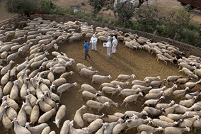 Πανώλη: Πότε και πώς θα καθοριστεί η αποζημίωση στους κτηνοτρόφους