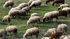 Το ΥΠΑΑΤ για την ευλογιά των αιγοπροβάτων στη Θεσσαλία - Η απάντηση σε Κουρέτα