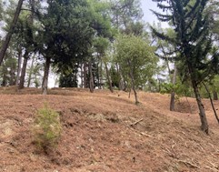 Καθαρισμός και φροντίδα για το άλσος Προφήτη Ηλία (φωτο)