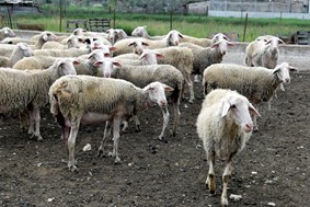 Θεσσαλία: 65.000 αιγοπρόβατα “χάθηκαν” σε ένα χρόνο από πανώλη και ευλογιά
