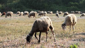Σχέδιο 10 ημερών για να ανακοπεί η ευλογιά - Στη Θεσσαλία τα περισσότερα κρούσματα