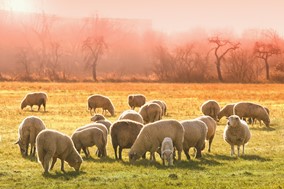 Έλεγχοι για την πανώλη στα αιγοπρόβατα: Αρνητικά τα δείγματα στην Π.Ε. Τρικάλων 