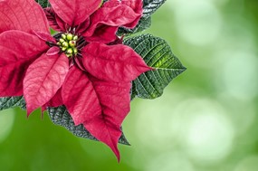 Τα 3 φυτά των Χριστουγέννων που δημιουργούν την εορταστική ατμόσφαιρα
