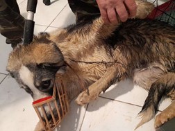 Ασυνείδητος έριξε αδέσποτο σκύλο, δεμένο με σύρμα, σε χαντάκι με νερό στους Αγίους Θεοδώρους Καλαμπάκας
