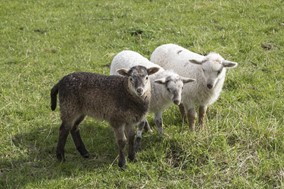 ΥΠΑΑΤ: Κρούσμα πανώλης σε αιγοπρόβατα στην Καλαμπάκα - Δεν μεταδίδεται στον άνθρωπο