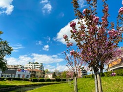 Οι κερασιές ανθίζουν και φέτος στα Τρίκαλα - Πιο “πράσινα” τα ποτάμια της πόλης