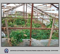 Τρίκαλα: Kαλλιεργούσε σε θερμοκήπιο 28 δενδρύλλια κάνναβης 
