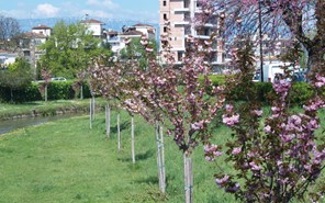 Τρίκαλα όπως… Κιότο: Άνθισαν οι κερασιές στον Ληθαίο - Η ιστορία των δένδρων 