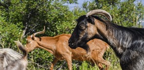 Στην Αύρα Καλαμπάκας βρίσκεται μια κιβωτός με τα πιο σπάνια αυτόχθονα αγροτικά ζώα