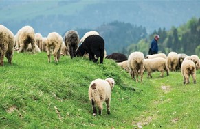 Oι Θεσσαλοί κτηνοτρόφοι πάνε στη δικαιοσύνη τον ΟΠΕΚΕΠΕ για τα λάθη στην πληρωμή του τσεκ