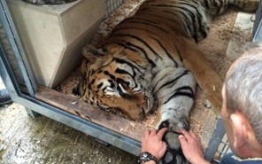 Πέθανε ο Φοίβος, η τίγρης του ζωολογικού κήπου των Τρικάλων