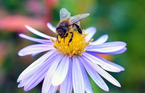 20 Μαίου: Παγκόσμια Ημέρα Μέλισσας