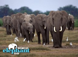 12 Αυγούστου: Παγκόσμια Ημέρα του Ελέφαντα