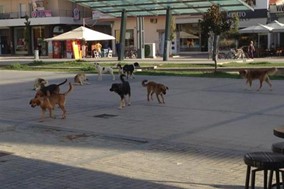 Δύο νέες επιθέσεις σκυλιών στα Τρίκαλα 