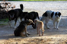 Τρία νέα περιστατικά θανάτωσης σκύλων στα Τρίκαλα – Την αποδοκιμασία του εκφράζει ο Δήμος Τρικκαίων 