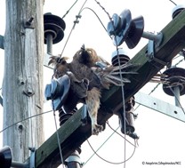 Θεσσαλία: Σπάνιος αετός πέθανε από ηλεκτροπληξία σε πυλώνα ρεύματος 