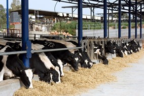 Μπλοκάρονται  πληρωμές αποζημιώσεων σε κτηνοτρόφους της Θεσσαλίας