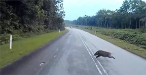 Αυτοκίνητο τράκαρε με ...αγριογούρουνο στην Καλαμπάκα