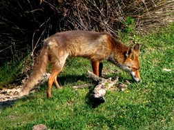 Eναέριος εμβολιασμός των αλεπούδων από τη λύσσα-Τον Απρίλιο οι ρίψεις στο νομό Τρικάλων 