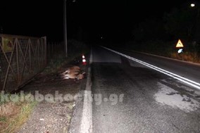 Αυτοκίνητο συγκρούστηκε με…άλογο στην Καλαμπάκα!