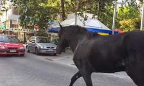 Απίστευτο: Άλογο έκοβε βόλτες στο κέντρο των Τρικάλων! (ΕΙΚΟΝΕΣ)