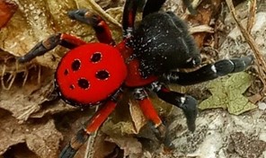 Το σπάνιο είδος της αράχνης - πασχαλίτσας στους Γεωργανάδες Τρικάλων 